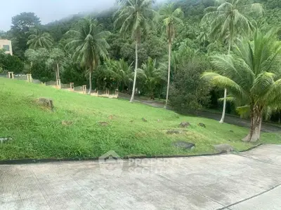 Lush tropical landscape with palm trees and paved pathway in serene setting