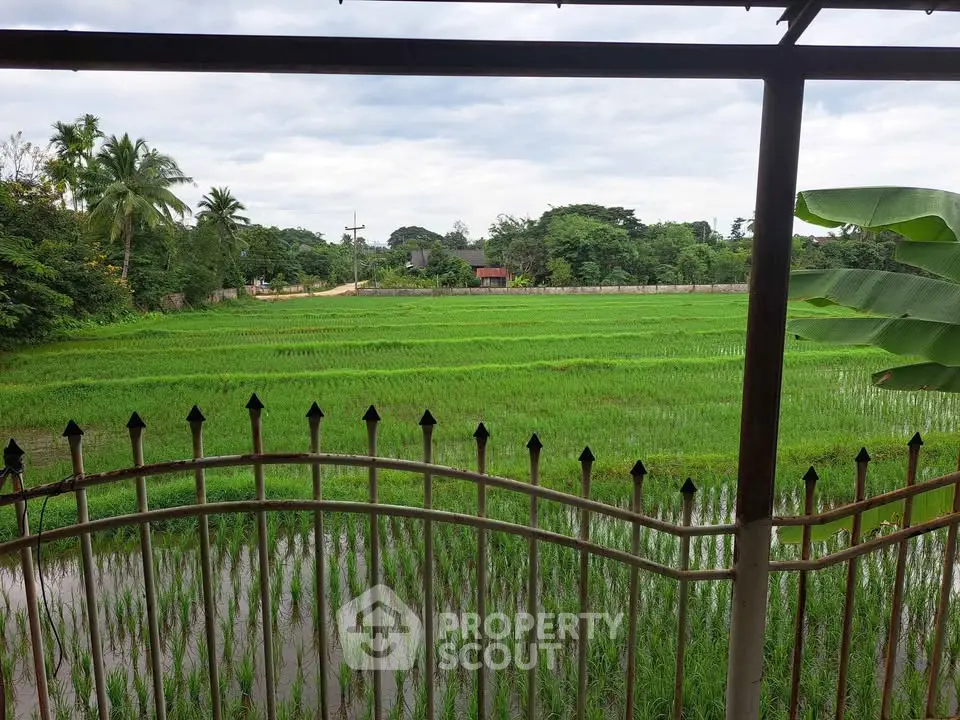 Scenic view of lush green rice fields from a balcony, offering a serene and tranquil atmosphere.