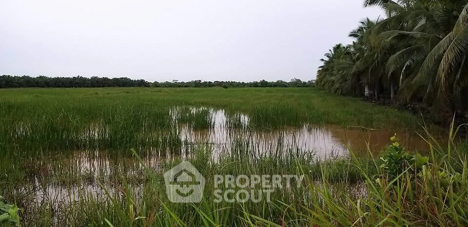 Expansive agricultural land with lush greenery and palm trees, ideal for farming or development.