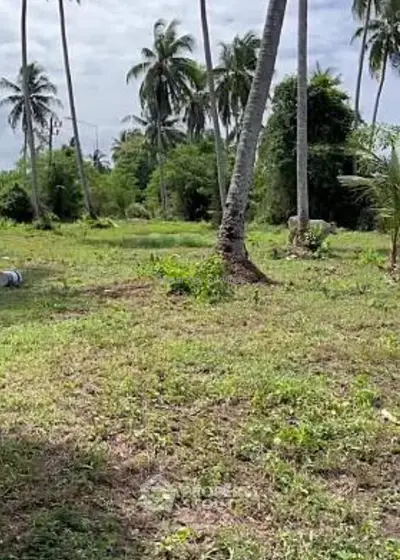 Lush tropical land ready for development, surrounded by mature palm trees offering a serene and private setting for a dream home or vacation retreat.