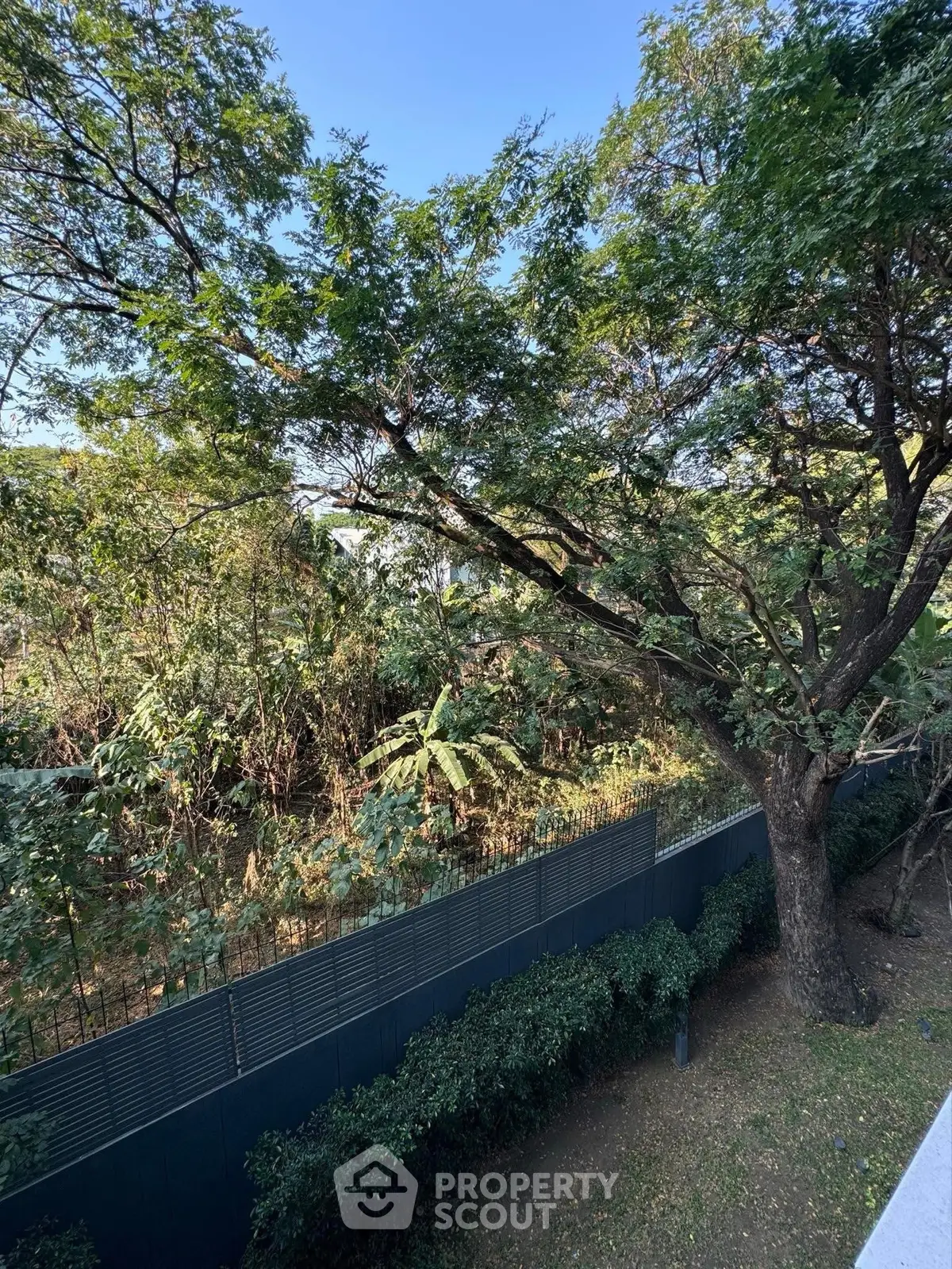 Serene garden view with lush greenery and tall trees, perfect for nature lovers.