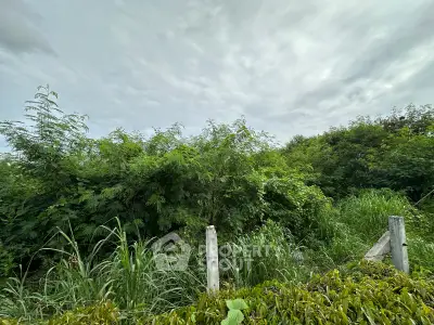 Lush green land plot with dense vegetation, ideal for development opportunities.