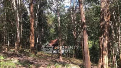Charming cabin nestled in lush forest, perfect for nature lovers seeking tranquility.
