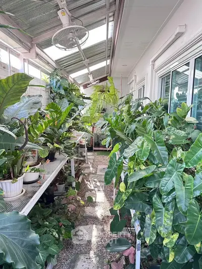 Lush indoor garden with abundant greenery and natural light