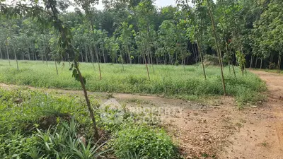Expansive green land with lush trees perfect for development opportunities