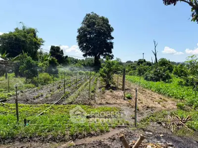 Lush agricultural land with irrigation system under clear blue sky, ideal for farming opportunities.