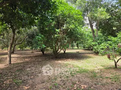 Lush green garden with mature trees offering serene outdoor space.