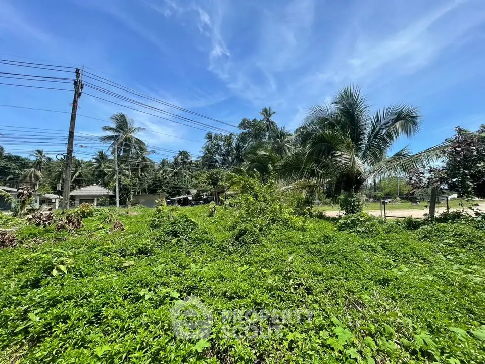 Lush green land with palm trees under a clear blue sky, ideal for tropical real estate development.