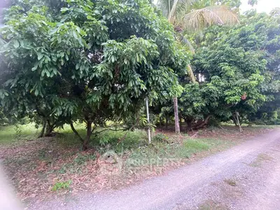 Lush green garden with mature trees and a gravel path, perfect for nature lovers.