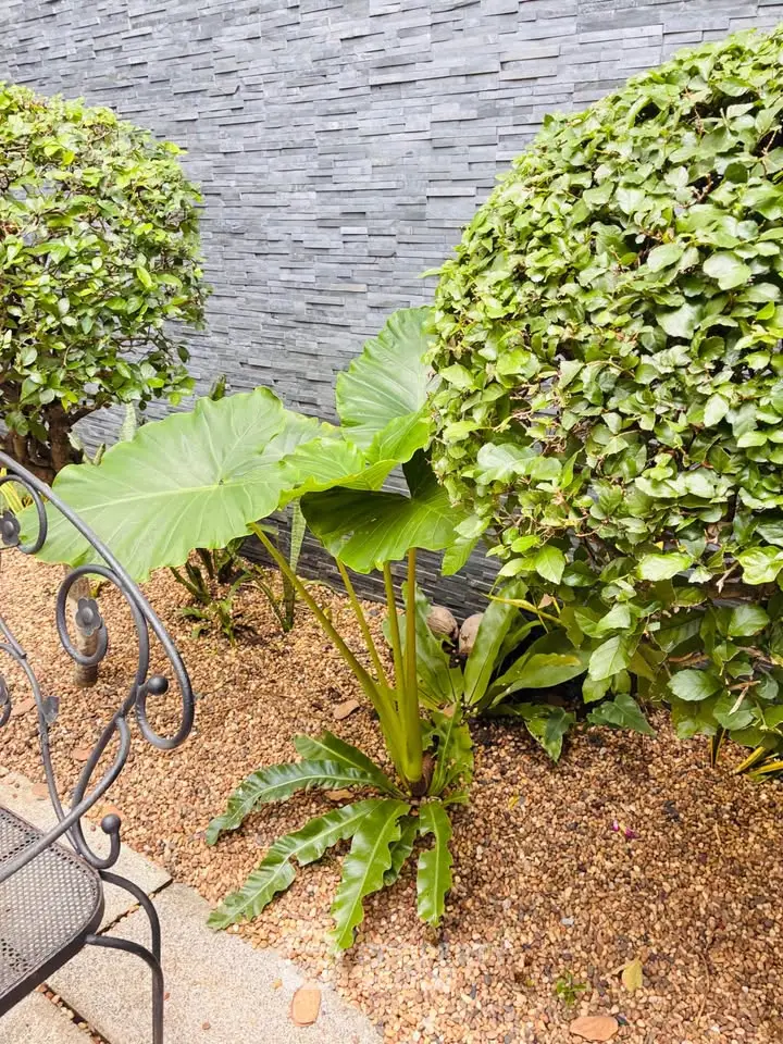 Charming garden area with lush greenery and stylish stone wall, perfect for outdoor relaxation.