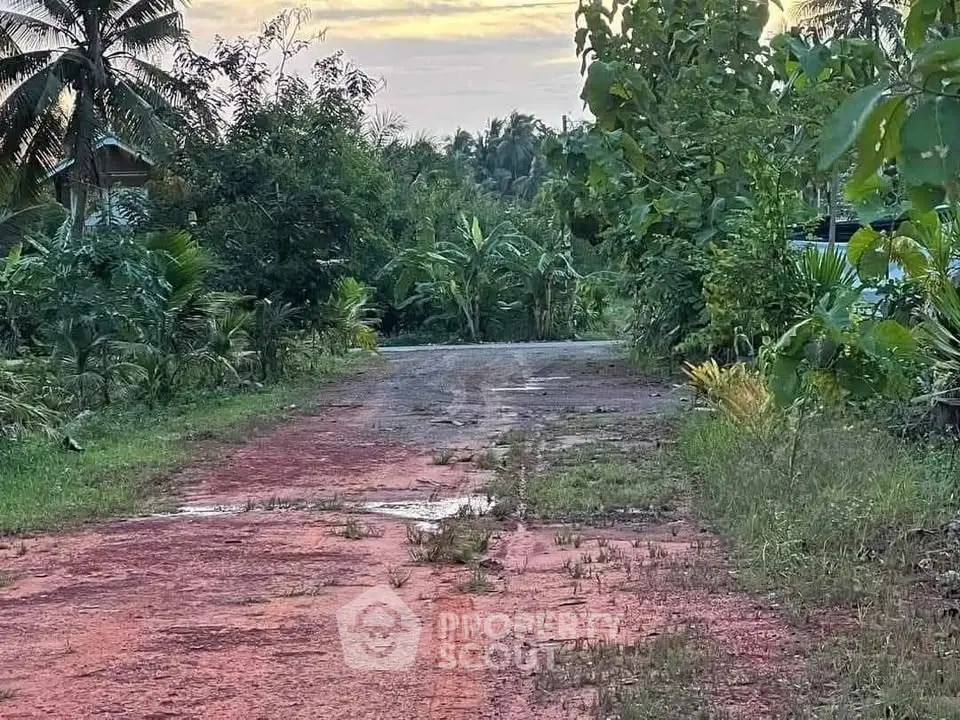 Scenic rural road surrounded by lush greenery and tropical plants, perfect for serene living.