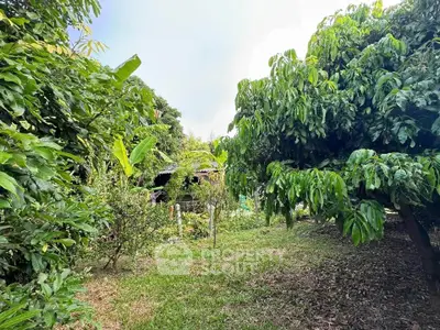 Lush garden with mature trees and greenery, perfect for nature lovers.