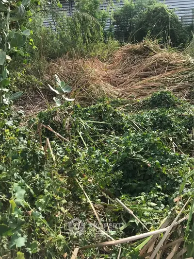 Overgrown garden area with dense greenery and tall grass