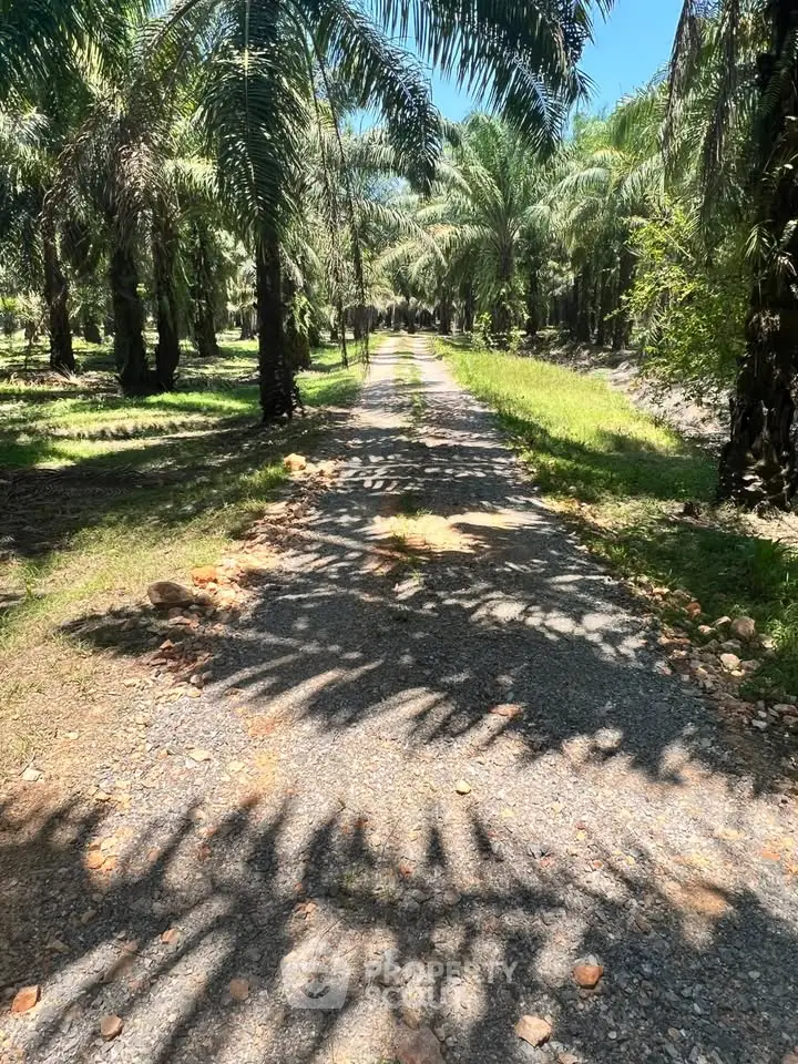 Scenic palm tree-lined pathway in a lush garden setting, perfect for tranquil living.