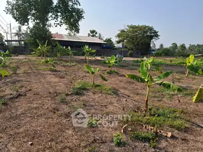 Expansive agricultural land with young banana plants, ideal for farming investment opportunities.