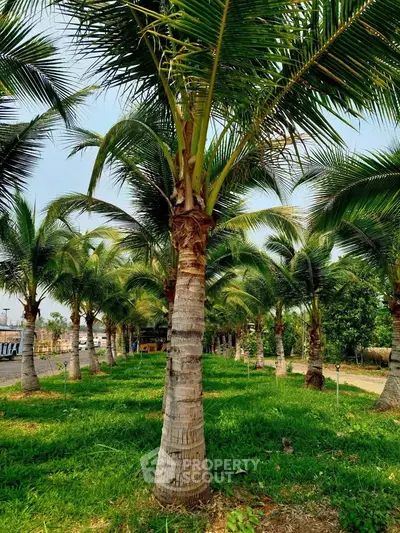 Lush green garden with tall palm trees creating a serene outdoor ambiance.