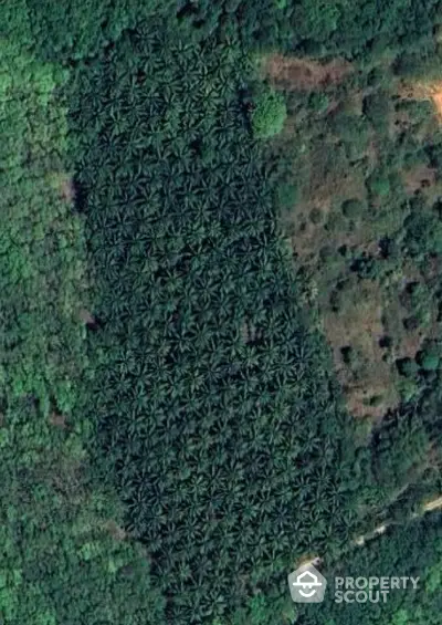 Aerial view of lush green forested area with dense tree coverage, ideal for eco-friendly real estate development.