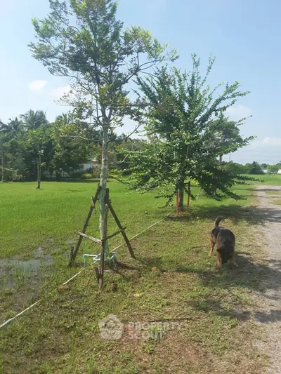 Expansive green garden with trees and pathway, perfect for outdoor activities.