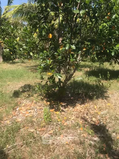 Lush garden with fruit-bearing trees, perfect for serene outdoor living.