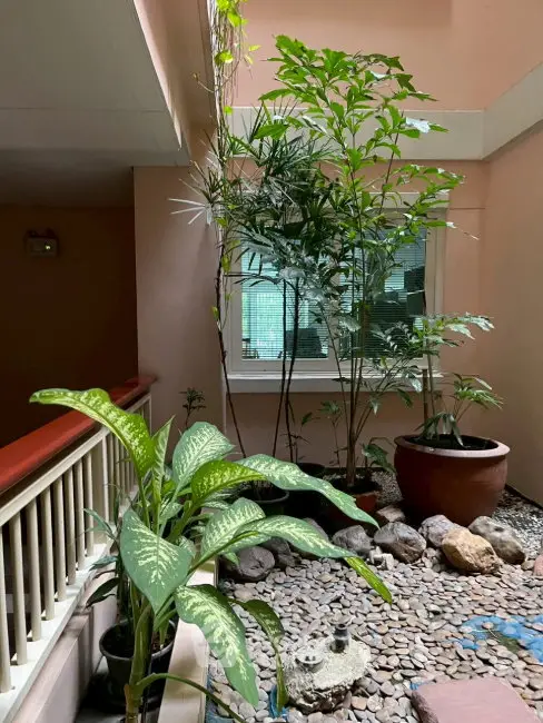Charming indoor garden with lush greenery and natural stone accents in a residential building.