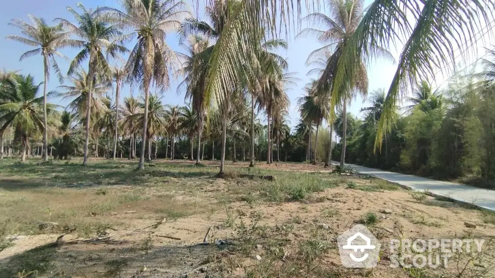 Spacious land plot with lush palm trees ideal for development in tropical setting